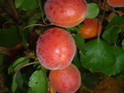 Fornita da Vivai Star Fruits (www.catalogue.starfruits-diffusion.com)