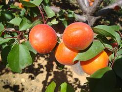 Fornita da Star Fruits (www.catalogue.starfruits-diffusion.com)