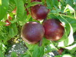 Fornito da Star Fruits (www.catalogue.starfruits-diffusion.com)