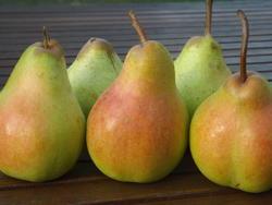 Fornito da Star Fruits (www.catalogue.starfruits-diffusion.com)