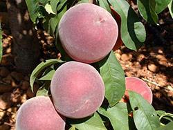 Foto fornita da Star Fruits (www.catalogue.starfruits-diffusion.com)