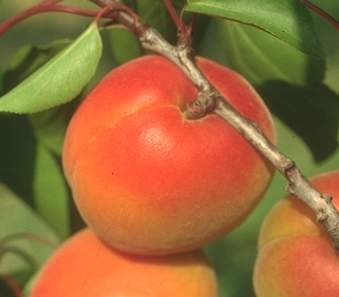 Albicocco Orangered - Plantgest.com