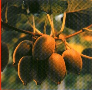 Actinidia chinensis Zespri Gold - Plantgest.com