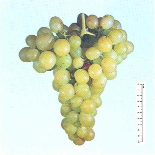 Vite per uva da tavola Italia - Plantgest.com