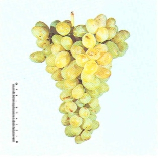 Vite per uva da tavola Regina - Plantgest.com