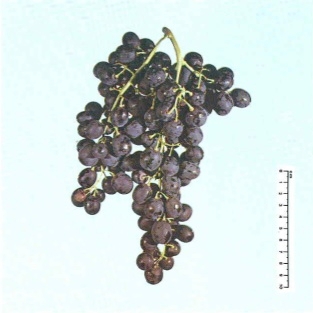Vite per uva da tavola Michele Palieri - Plantgest.com