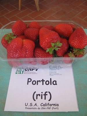 Fragola Portola - Plantgest.com