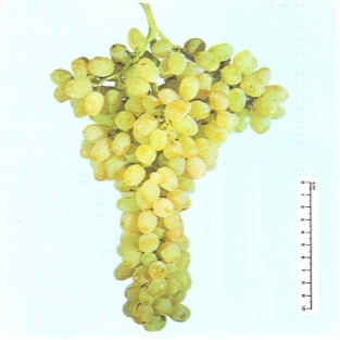 Vite per uva da tavola Sultanina - Plantgest.com