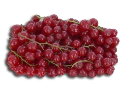 Ribes rosso Junifer - Plantgest.com