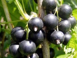 Ribes nero Titania - Plantgest.com