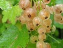 Ribes bianco Versaillaise Blanche - Plantgest.com
