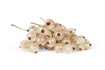 Ribes bianco - Plantgest.com