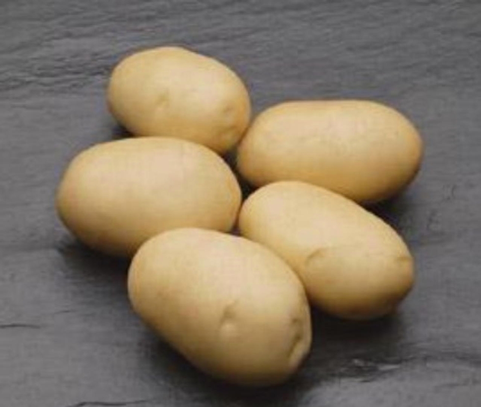 Patata Adora - Plantgest.com