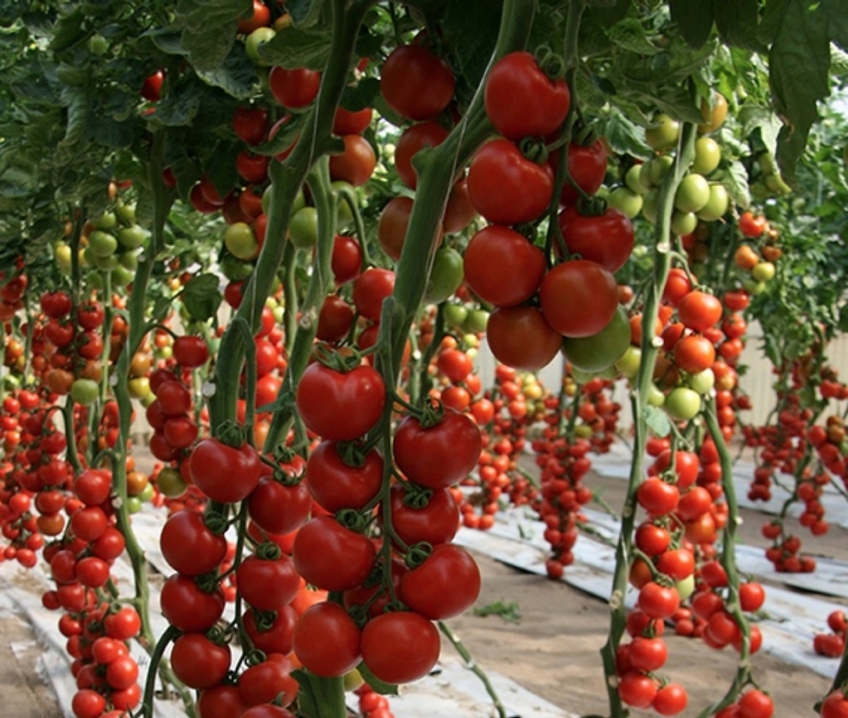 Pomodoro Gigante Nei Balcani: Un Frutto Pesa Quasi 2 Chili. Mentre Un Pomodoro Pesa Circa 250 Grammi In Media Mondiale - Foto 4