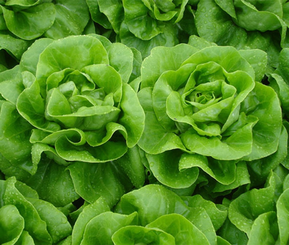 Fairly Lattuga Plantgest