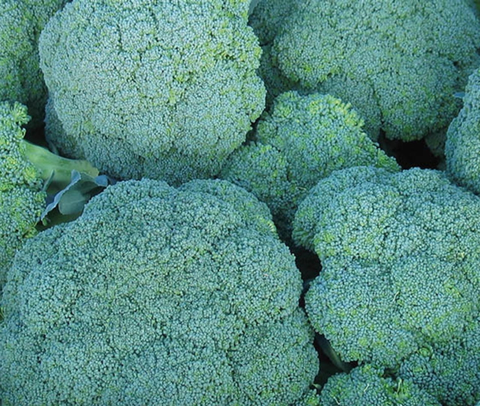 Cavolo Broccolo Corato - Plantgest.com