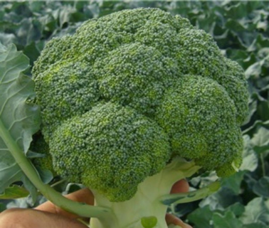 Cavolo Broccolo Jeremy F1 - Plantgest.com