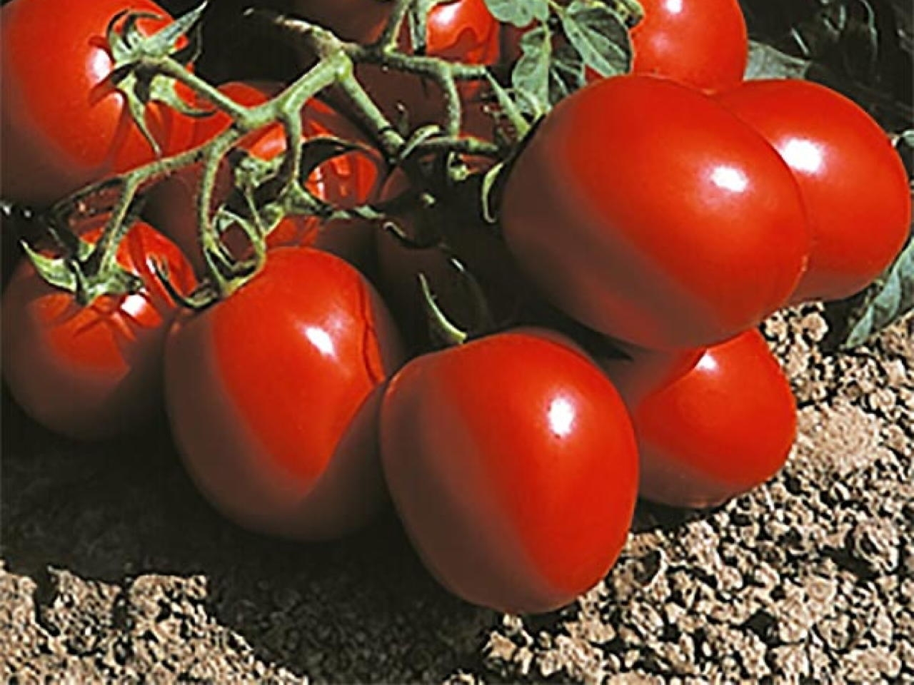 Defender F1 Pomodoro da industria Plantgest Defender F1 Pomodoro da industria Plantgest