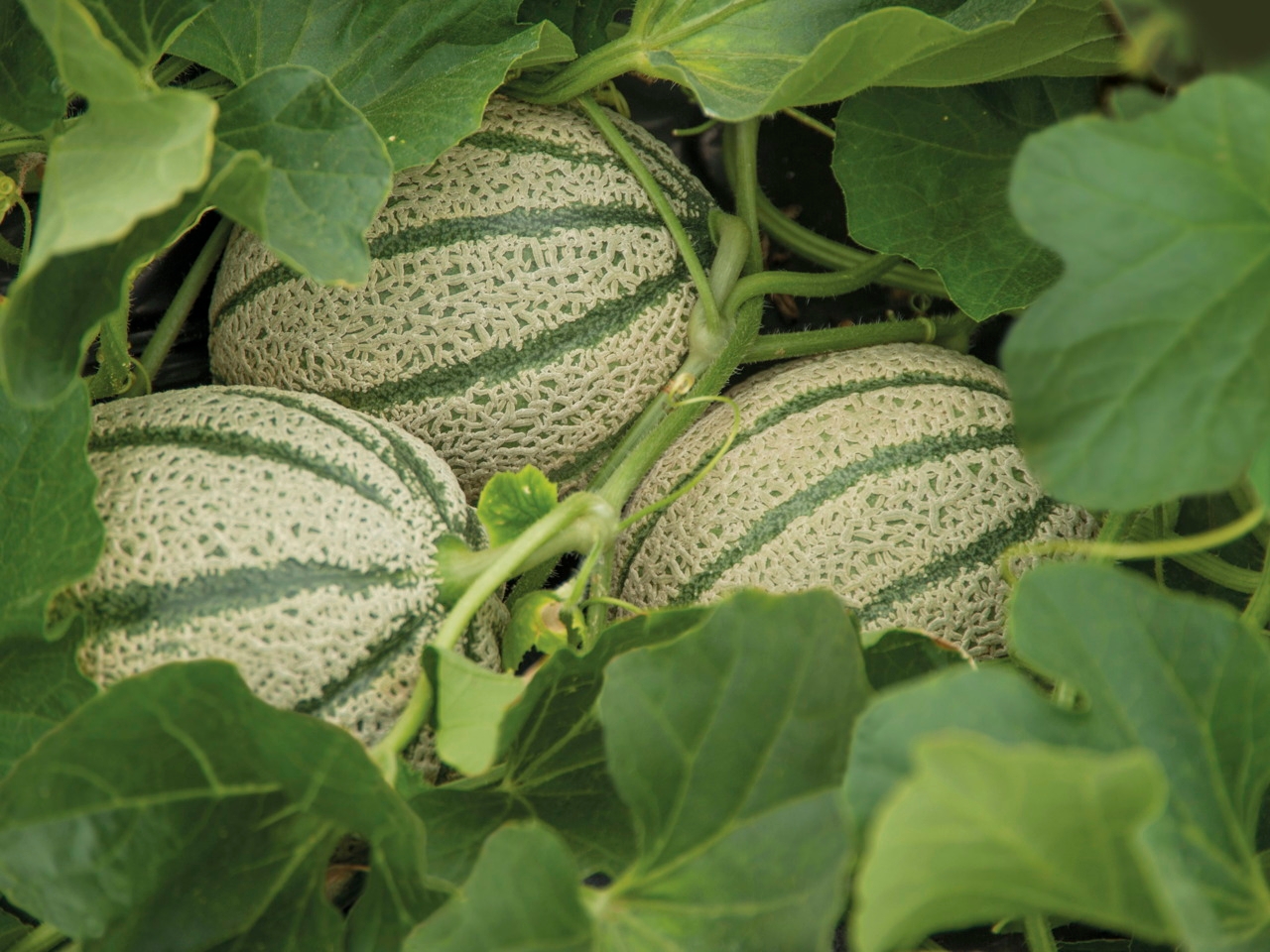 Melone Tarquinio - Plantgest.com