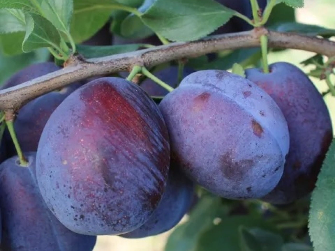 Susino europeo Toptaste - Plantgest.com